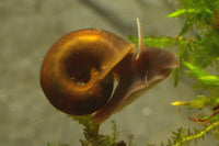 Ramshorn Snail