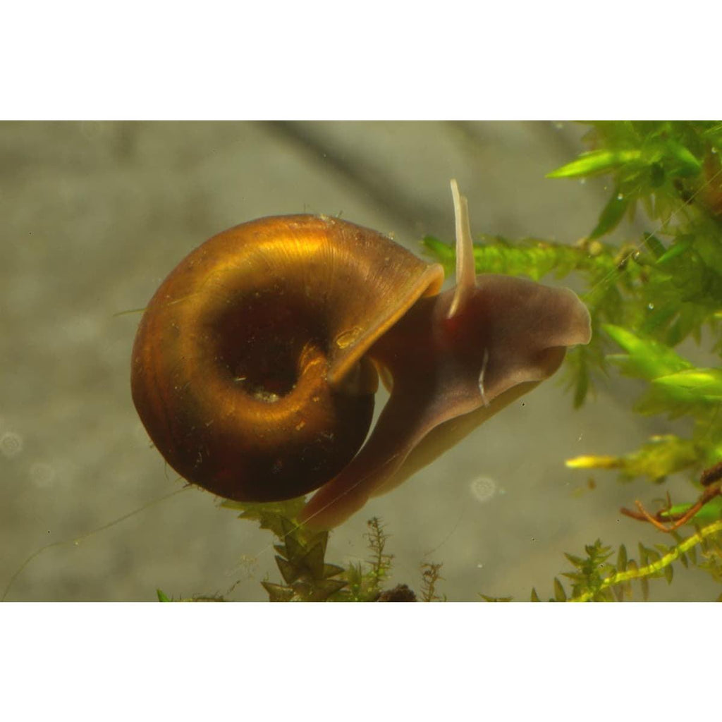 Ramshorn snail swimming in aquarium for sale