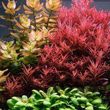 Rotala Blood Red aquarium plant