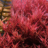 Rotala Blood Red