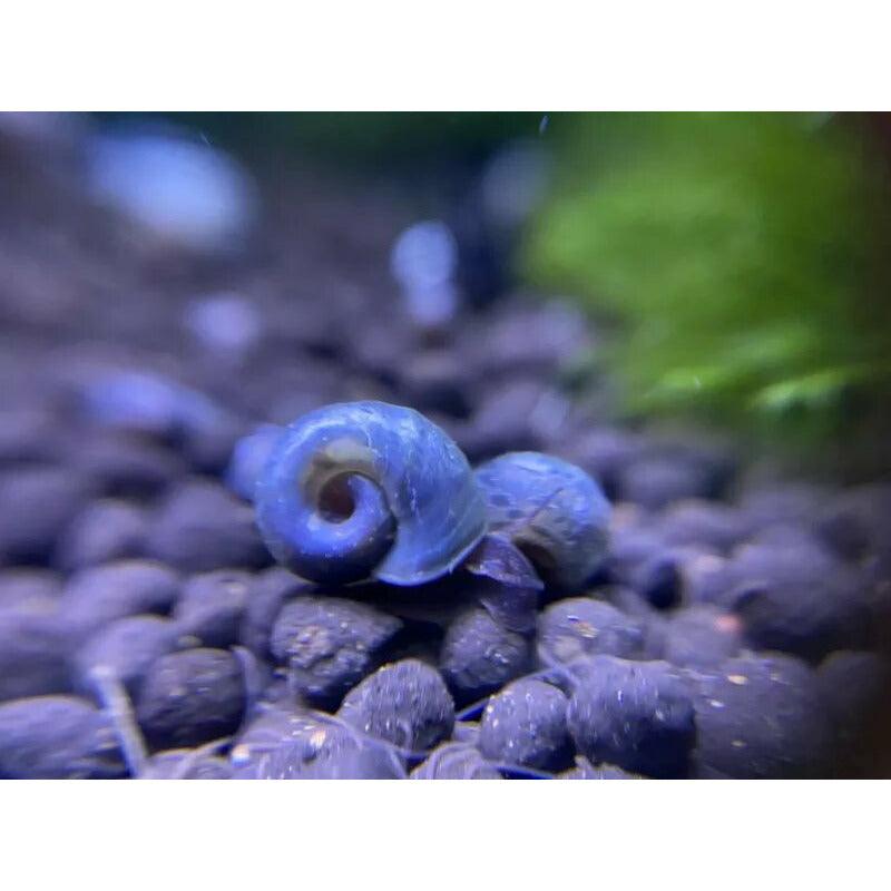 Rare Blue Ramshorn Snails in aquarium