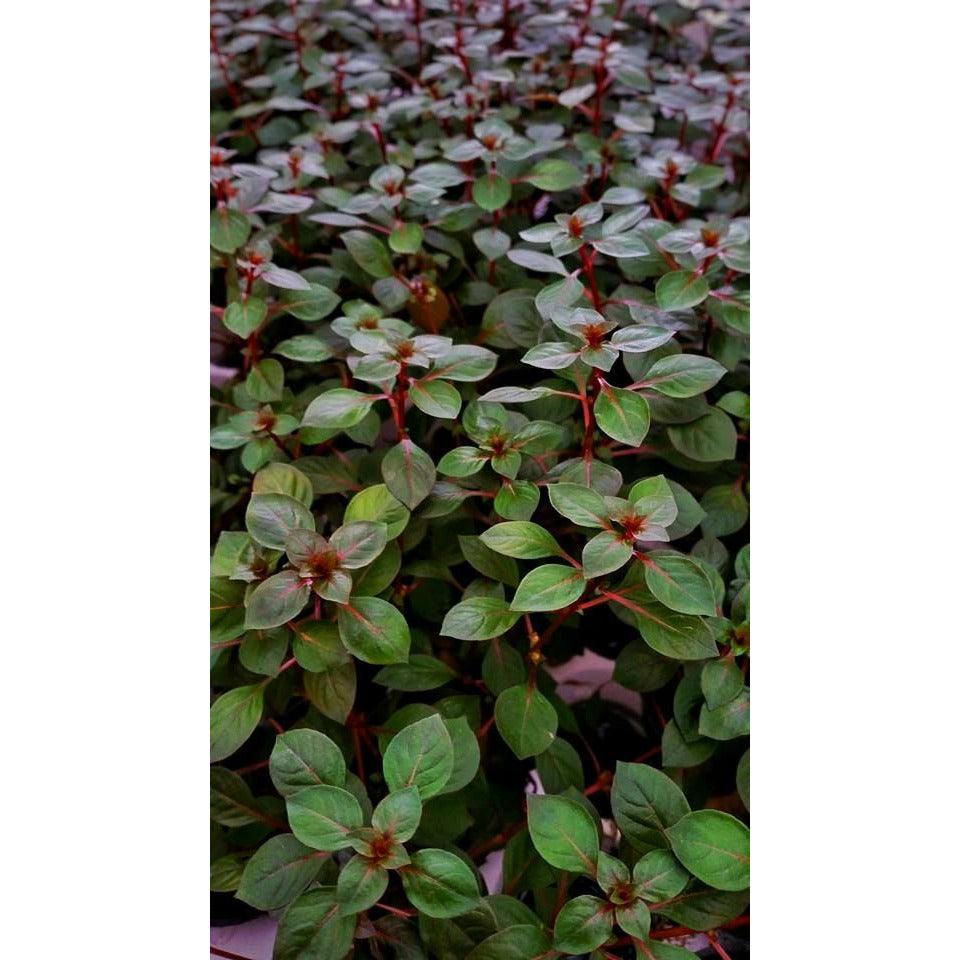 emersed super red ludwigia red stem plant for sale