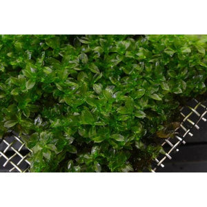 Star Moss aquatic aquarium plant