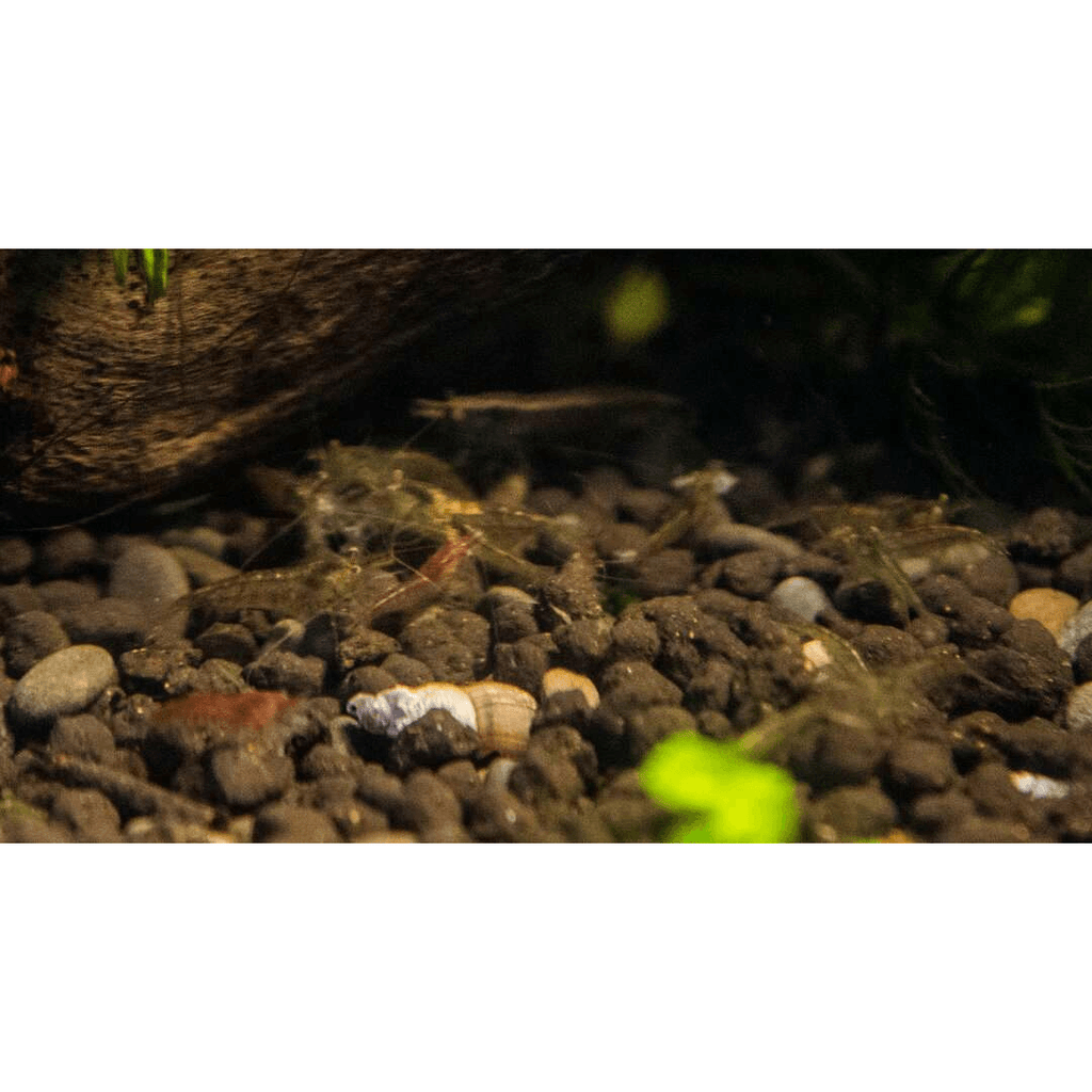 Clear cherry shrimps tank cleaners