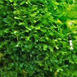 Subwassertang moss