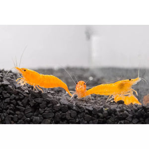 Sunkist Shrimp 