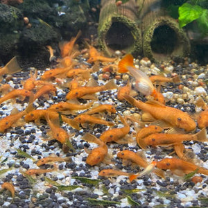 Super Red Shortfin Bristlenose Catfish 