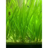 Vallisneria in aquarium