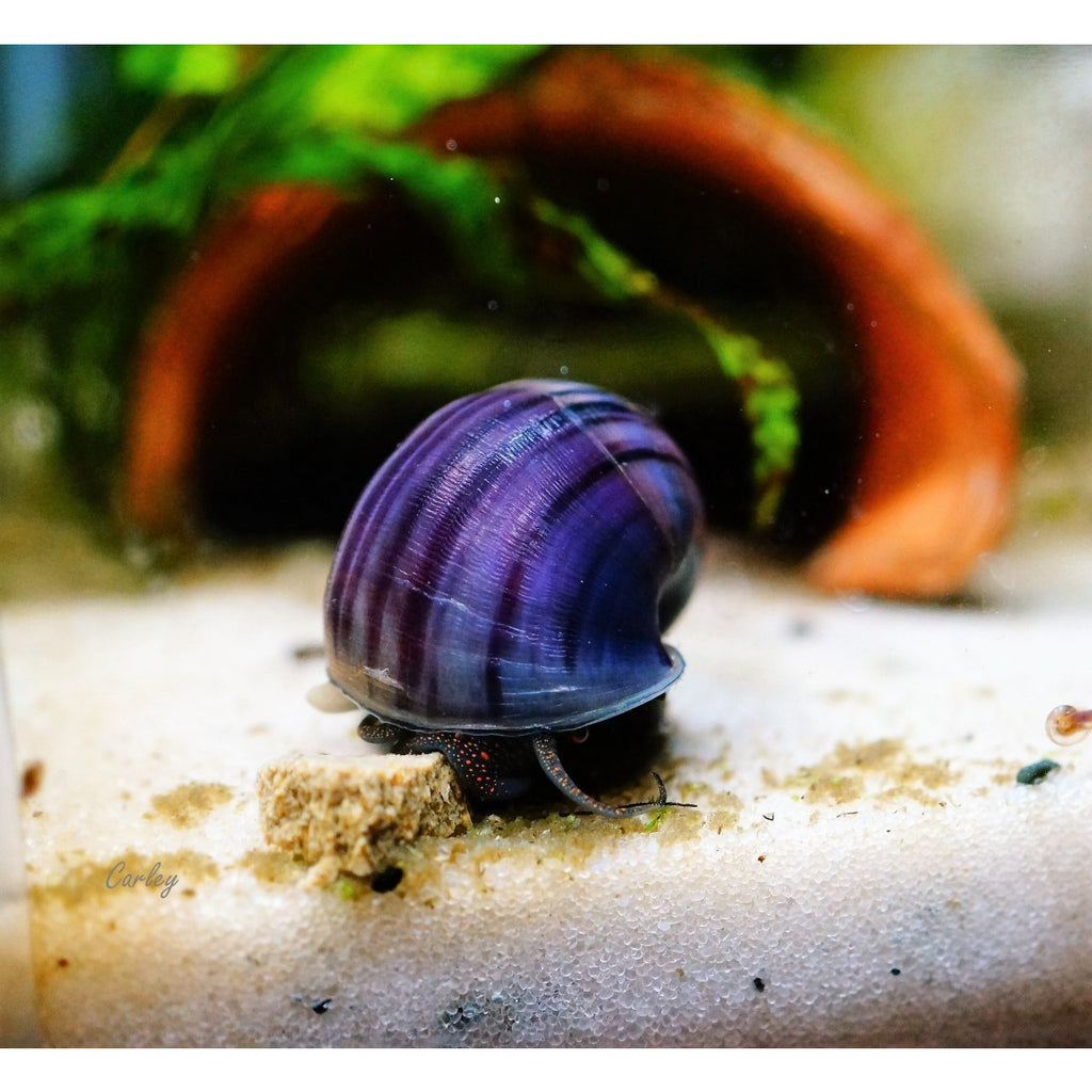 Purple Mystery Snails