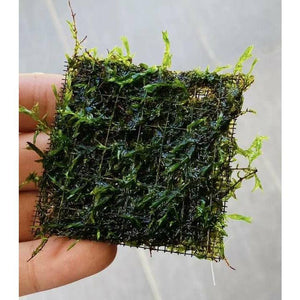 Willow Moss Aquarium 