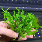 Windelov Java Fern